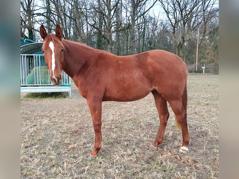 American Quarter Horse Stute 2 Jahre 156 cm Fuchs in Zerbst