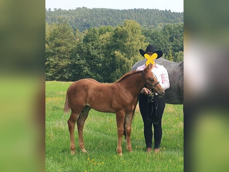 American Quarter Horse Stute 2 Jahre 156 cm Fuchs in Zerbst