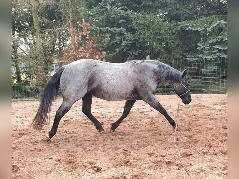American Quarter Horse Stute 2 Jahre 156 cm Fuchs in Zerbst