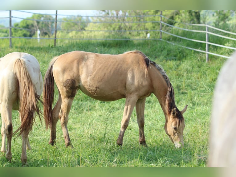 American Quarter Horse Mix Stute 2 Jahre 158 cm Champagne in Waldshut-Tiengen