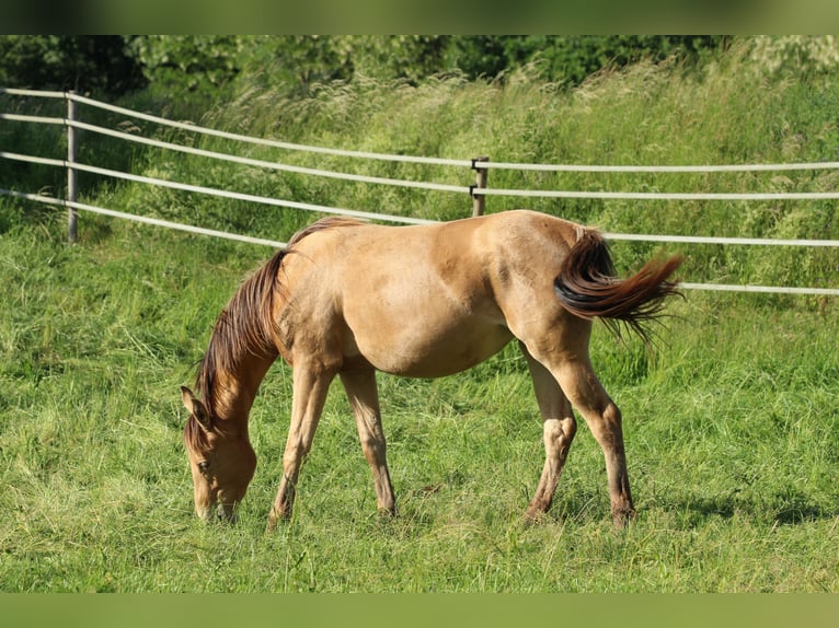 American Quarter Horse Mix Stute 2 Jahre 158 cm Champagne in Waldshut-Tiengen