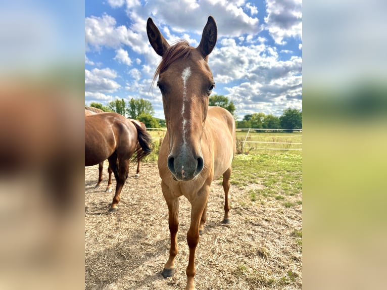 American Quarter Horse Stute 2 Jahre 158 cm Red Dun in Hofstade