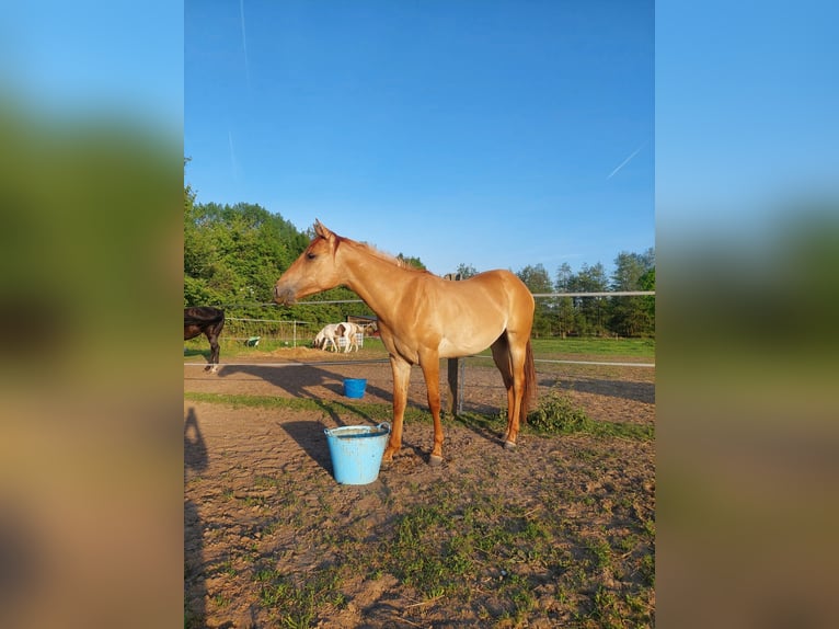 American Quarter Horse Stute 2 Jahre 158 cm Red Dun in Hofstade