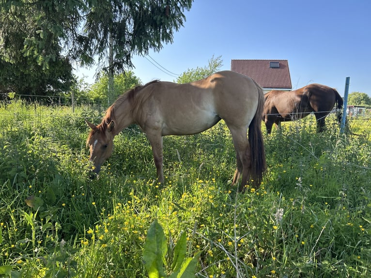 American Quarter Horse Stute 2 Jahre 158 cm Red Dun in Hofstade