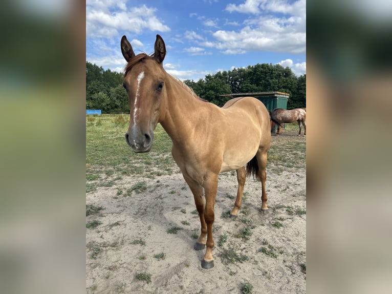American Quarter Horse Stute 2 Jahre 158 cm Red Dun in Hofstade