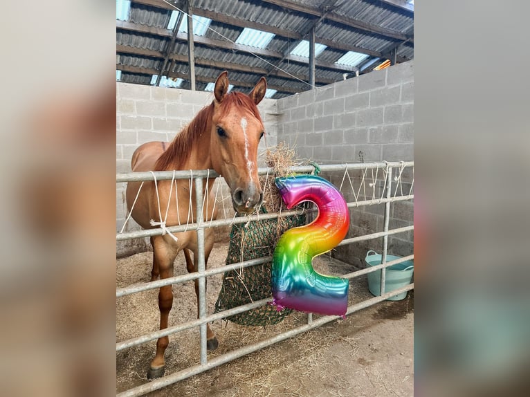 American Quarter Horse Stute 2 Jahre 158 cm Red Dun in Hofstade