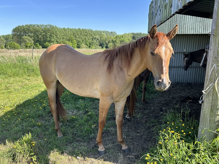 American Quarter Horse Stute 2 Jahre 158 cm Red Dun in Hofstade
