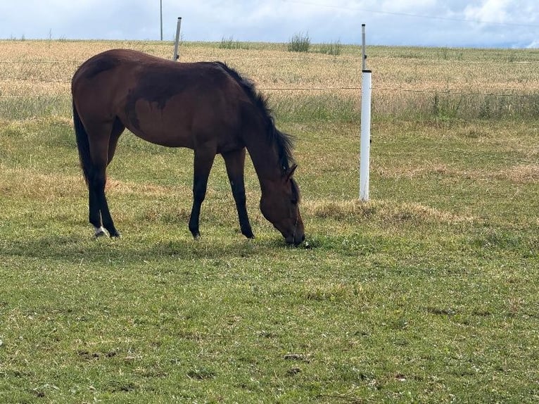 American Quarter Horse Stute 2 Jahre 160 cm Brauner in Kirchendemenreuth