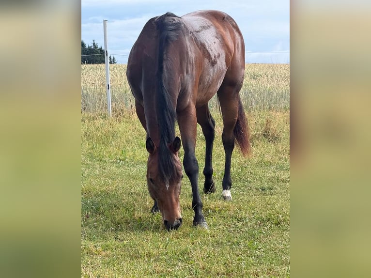 American Quarter Horse Stute 2 Jahre 160 cm Brauner in Kirchendemenreuth