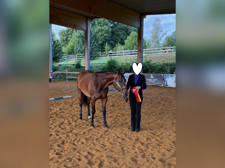 American Quarter Horse Stute 2 Jahre 160 cm Brauner in Kirchendemenreuth