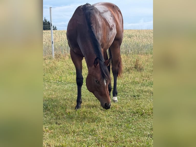American Quarter Horse Stute 2 Jahre 160 cm Brauner in Kirchendemenreuth