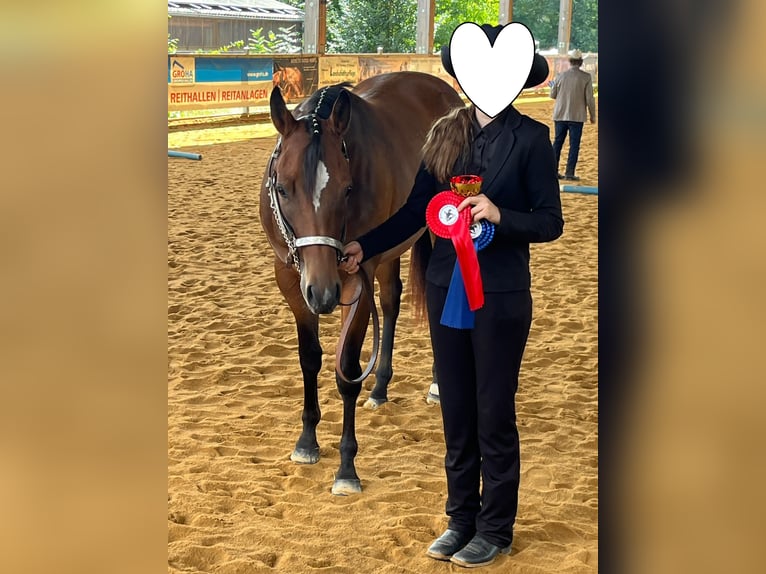 American Quarter Horse Stute 2 Jahre 160 cm Brauner in Kirchendemenreuth