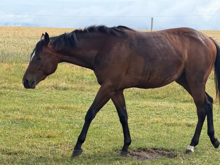American Quarter Horse Stute 2 Jahre 160 cm Brauner in Kirchendemenreuth