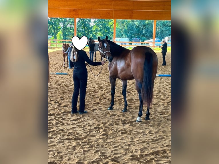 American Quarter Horse Stute 2 Jahre 160 cm Brauner in Kirchendemenreuth