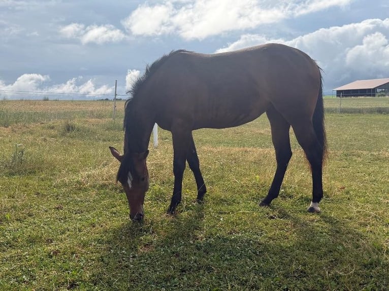 American Quarter Horse Stute 2 Jahre 160 cm Brauner in Kirchendemenreuth