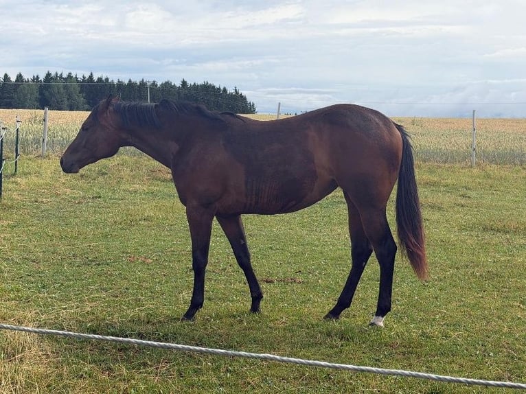 American Quarter Horse Stute 2 Jahre 160 cm Brauner in Kirchendemenreuth