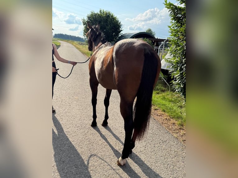American Quarter Horse Stute 2 Jahre 160 cm Brauner in Kirchendemenreuth