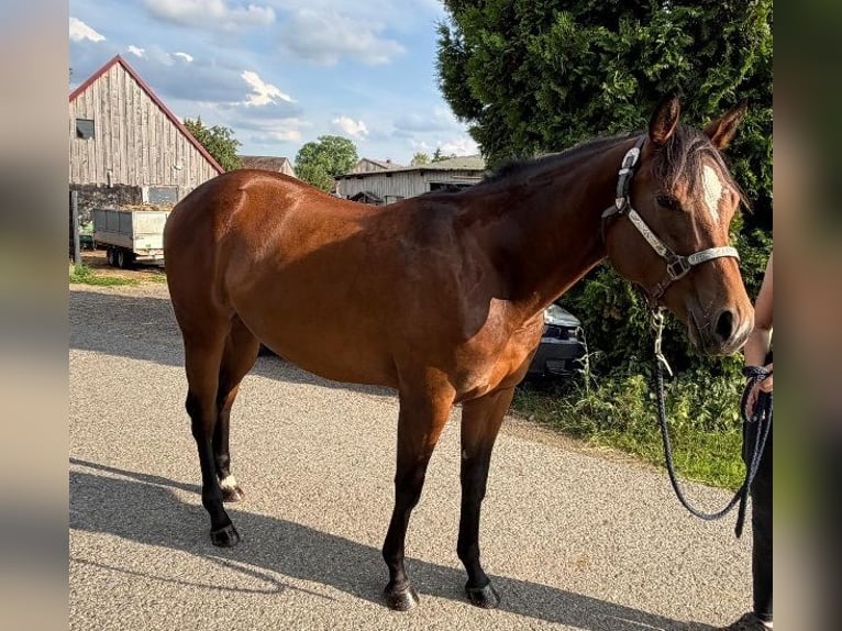 American Quarter Horse Stute 2 Jahre 160 cm Brauner in Kirchendemenreuth