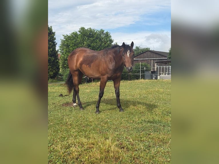 American Quarter Horse Stute 2 Jahre 160 cm Brauner in Kirchendemenreuth