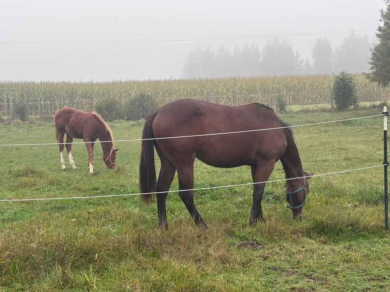 American Quarter Horse Stute 2 Jahre 160 cm Brauner in Kirchendemenreuth