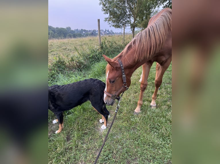 American Quarter Horse Stute 2 Jahre 160 cm Fuchs in Wachtberg