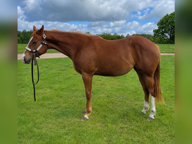 American Quarter Horse Stute 2 Jahre 160 cm Fuchs in Habighorst