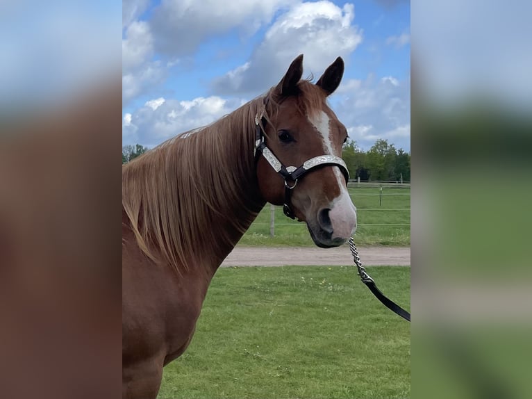 American Quarter Horse Stute 2 Jahre 160 cm Fuchs in Habighorst