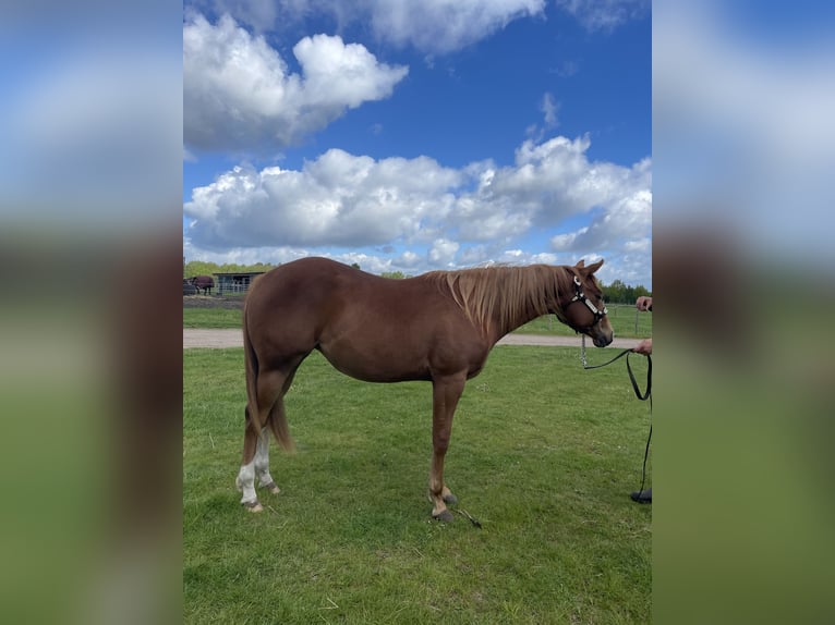 American Quarter Horse Stute 2 Jahre 160 cm Fuchs in Habighorst