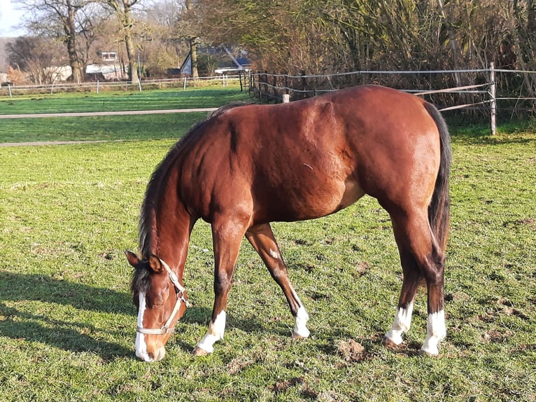 American Quarter Horse Stute 2 Jahre Brauner in Bedburg-Hau