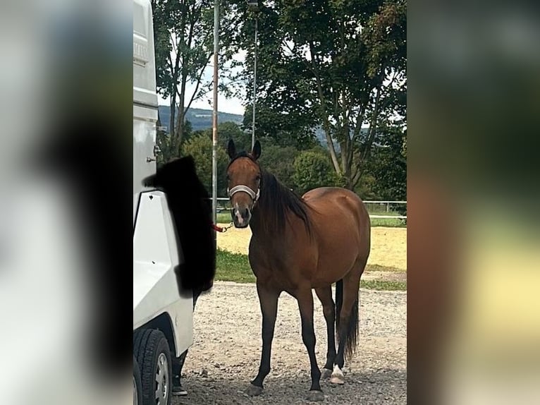 American Quarter Horse Stute 2 Jahre Brauner in Laubach