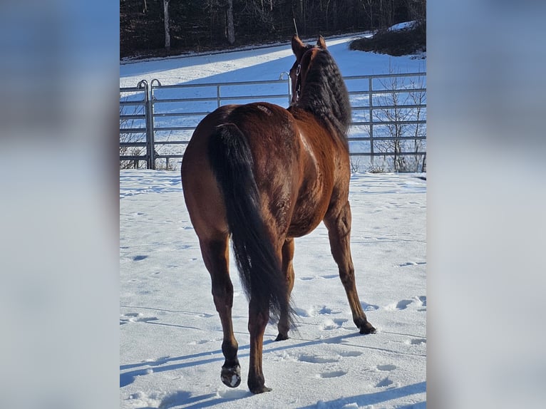 American Quarter Horse Stute 2 Jahre Brauner in Ottnang am Hausruck
