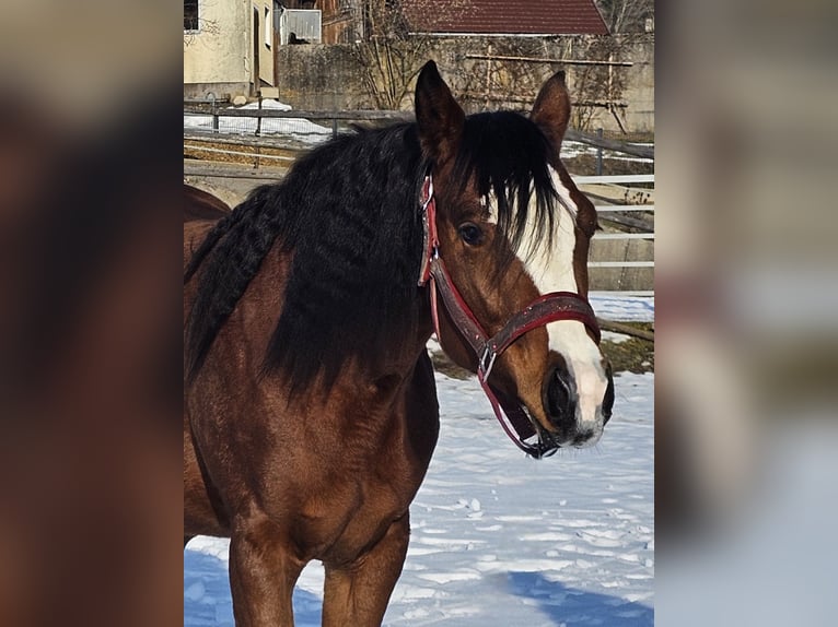 American Quarter Horse Stute 2 Jahre Brauner in Ottnang am Hausruck