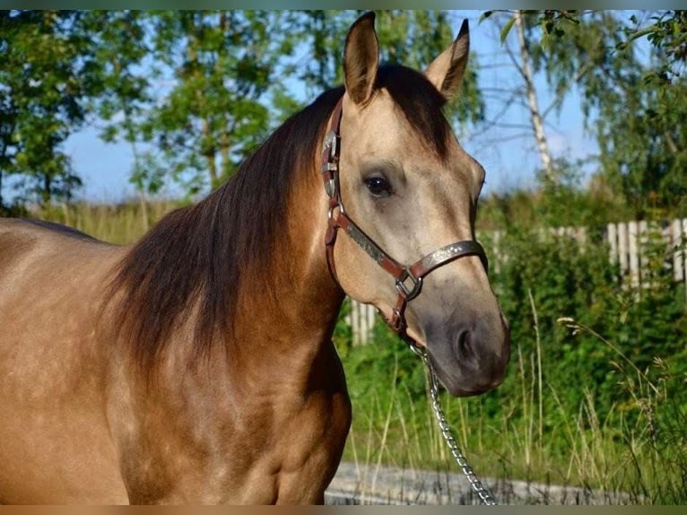 American Quarter Horse Stute 2 Jahre Buckskin in Weinern