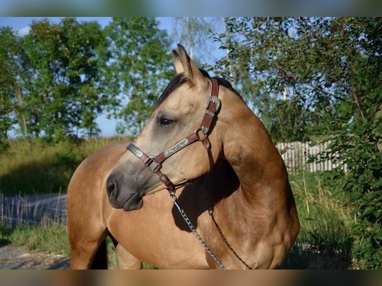 American Quarter Horse Stute 2 Jahre Buckskin in Weinern