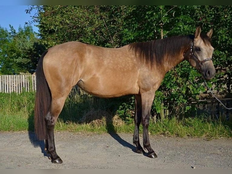 American Quarter Horse Stute 2 Jahre Buckskin in Weinern