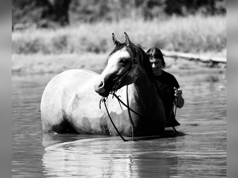 American Quarter Horse Stute 2 Jahre Buckskin in Mount Vernon