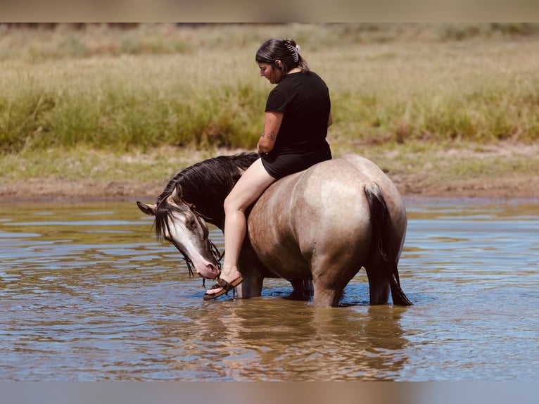 American Quarter Horse Stute 2 Jahre Buckskin in Mount Vernon