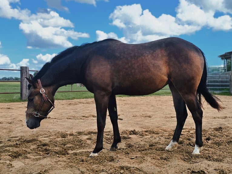 American Quarter Horse Stute 2 Jahre Buckskin in Westermoor