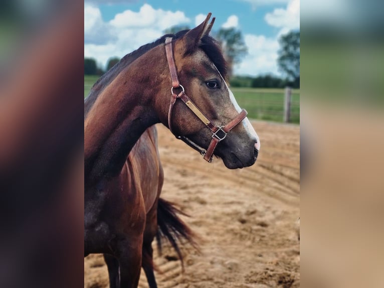 American Quarter Horse Stute 2 Jahre Buckskin in Westermoor