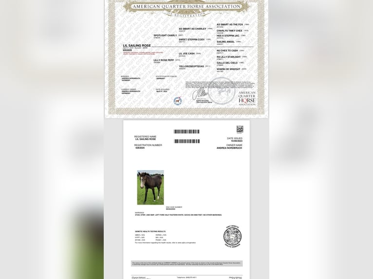 American Quarter Horse Stute 2 Jahre Buckskin in Westermoor