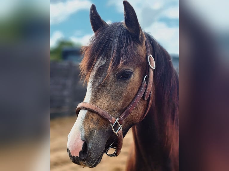 American Quarter Horse Stute 2 Jahre Buckskin in Westermoor