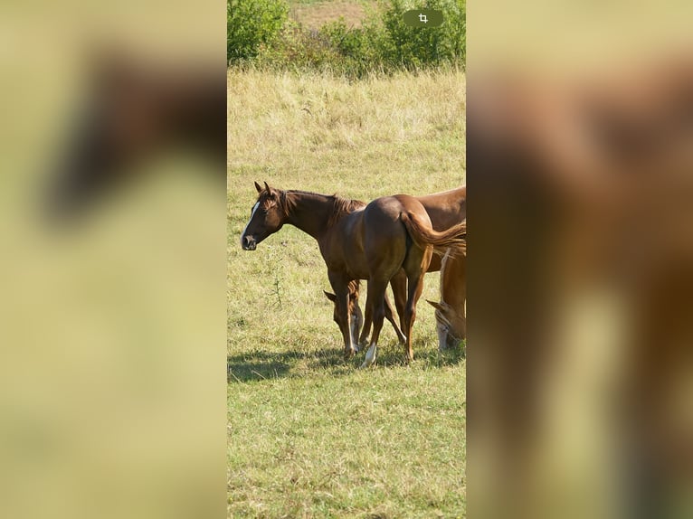 American Quarter Horse Stute 2 Jahre Dunkelbrauner in München