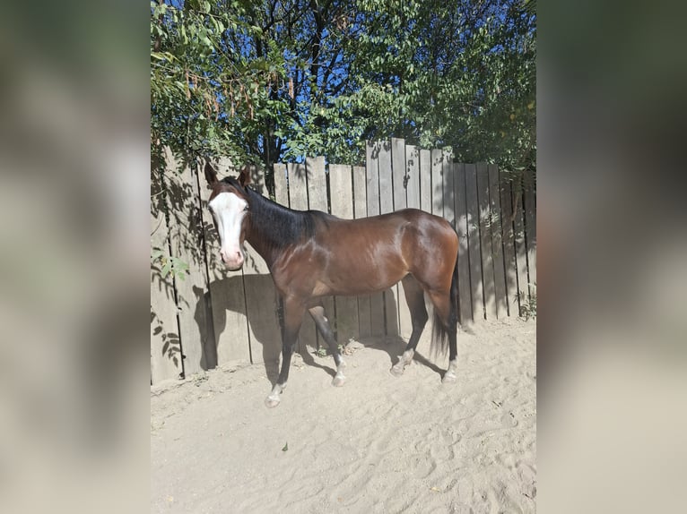 American Quarter Horse Stute 2 Jahre Dunkelbrauner in Wien, Donaustadt