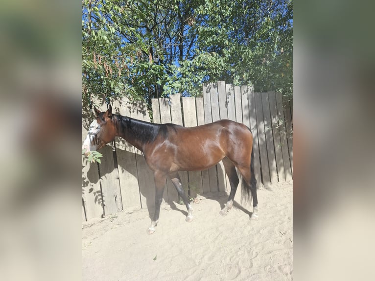 American Quarter Horse Stute 2 Jahre Dunkelbrauner in Wien, Donaustadt