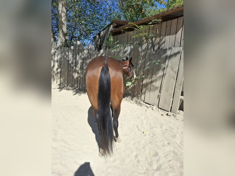 American Quarter Horse Stute 2 Jahre Dunkelbrauner in Wien, Donaustadt