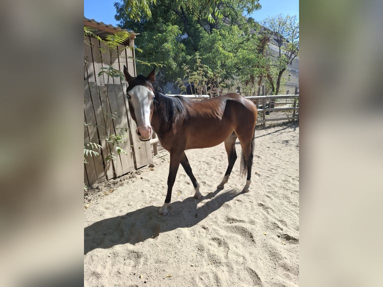 American Quarter Horse Stute 2 Jahre Dunkelbrauner in Wien, Donaustadt