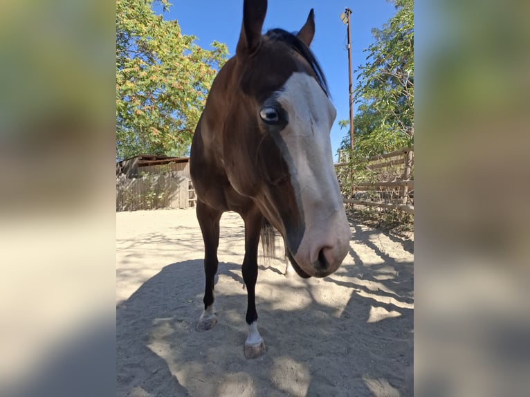 American Quarter Horse Stute 2 Jahre Dunkelbrauner in Wien, Donaustadt