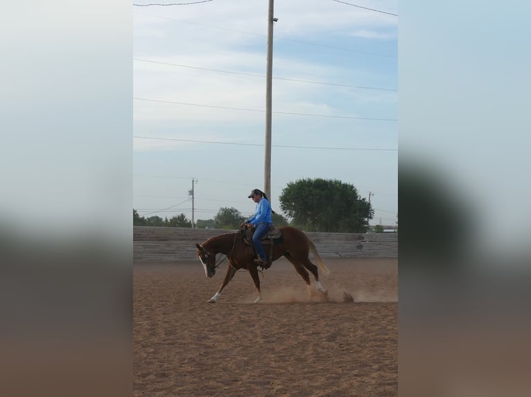 American Quarter Horse Stute 2 Jahre Dunkelfuchs in Amarillo
