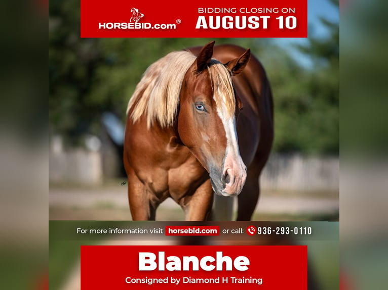 American Quarter Horse Stute 2 Jahre Dunkelfuchs in Amarillo