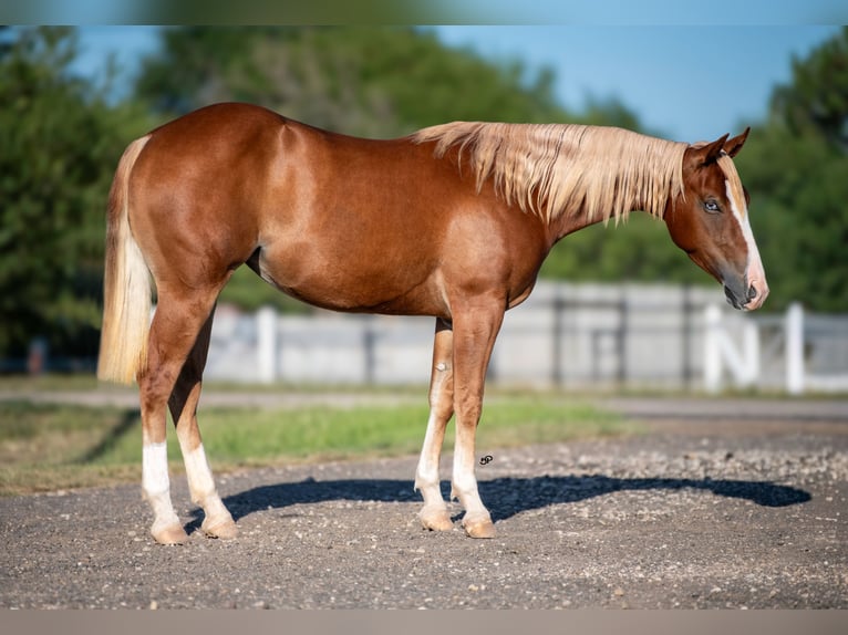 American Quarter Horse Stute 2 Jahre Dunkelfuchs in Amarillo